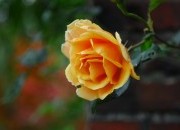 Lorem ipsum dolor sit amet, consectetur adipisicing elit 3